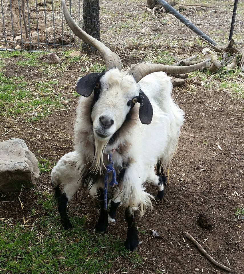 Samittar Mini Goat Stud