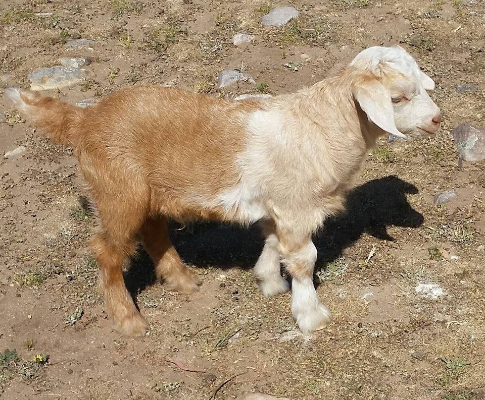 Samittar Mini Goat Stud