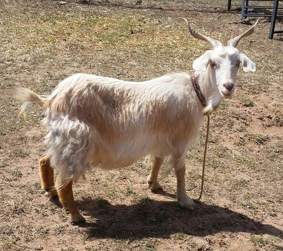 Samittar Mini Goat Stud