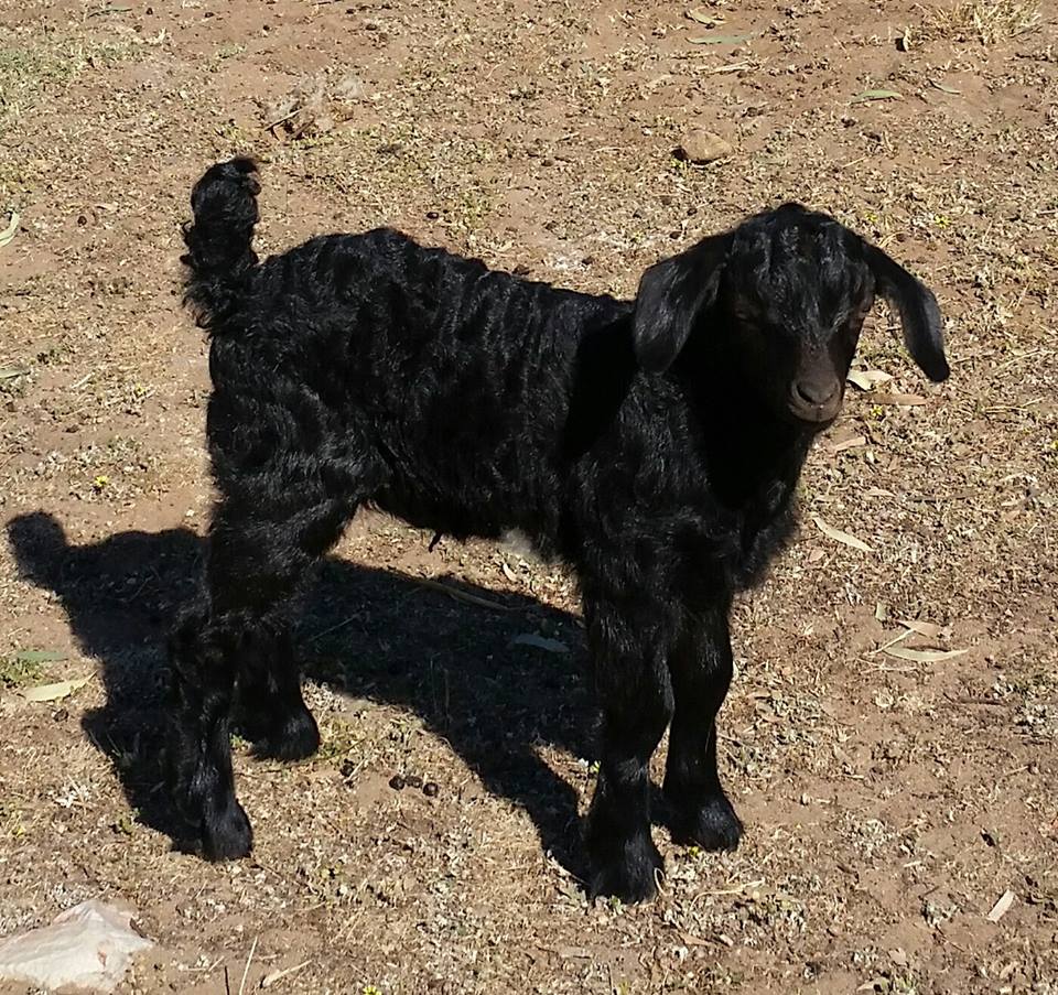 Samittar Mini Goat Stud