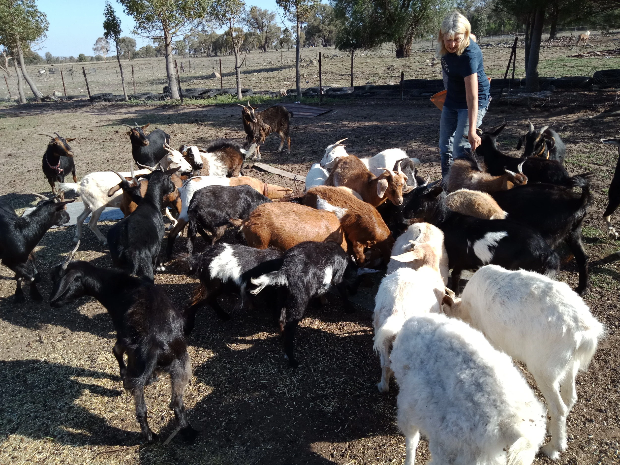 Samittar Mini Goat Stud.jpg