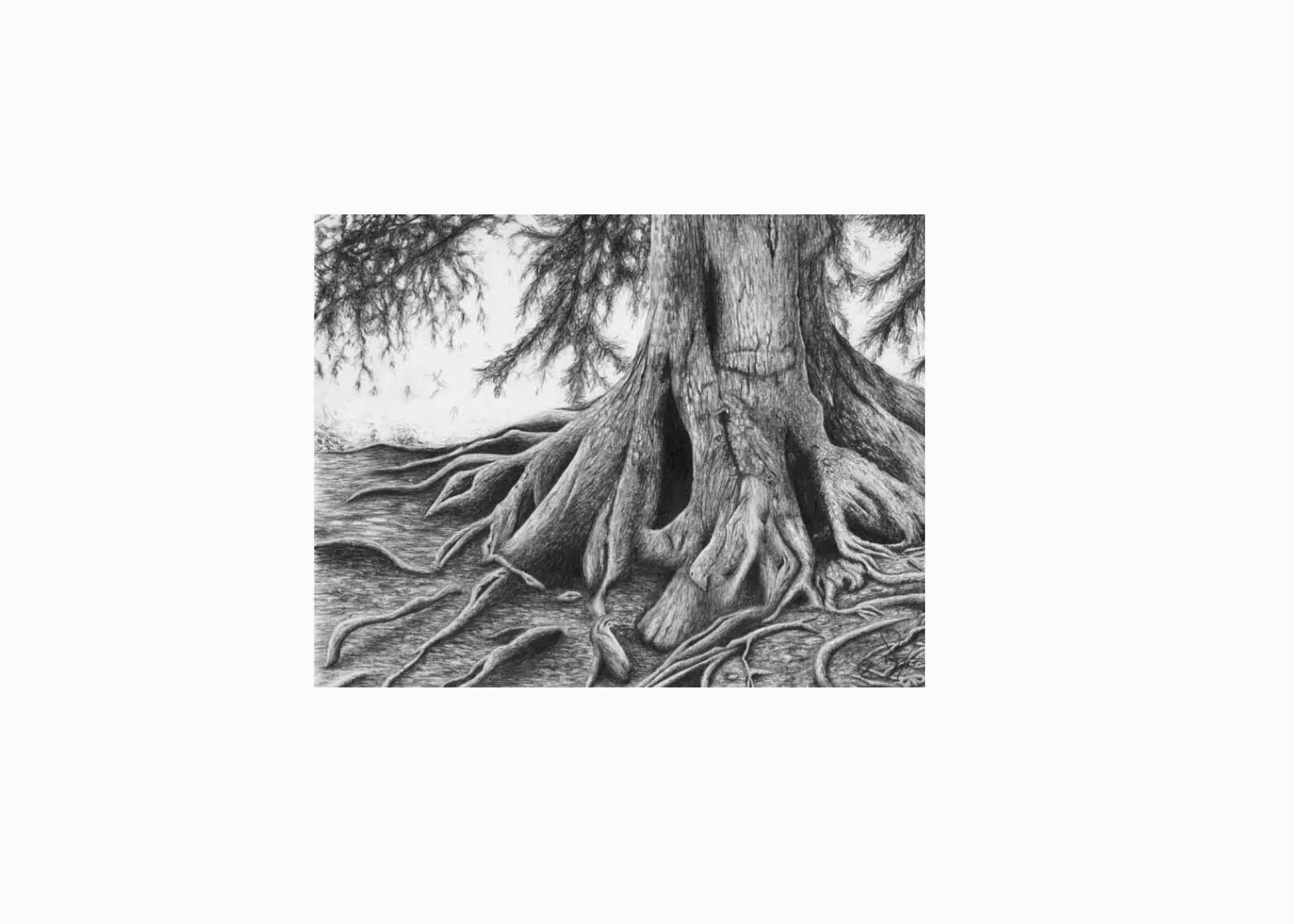 roots.jpg
