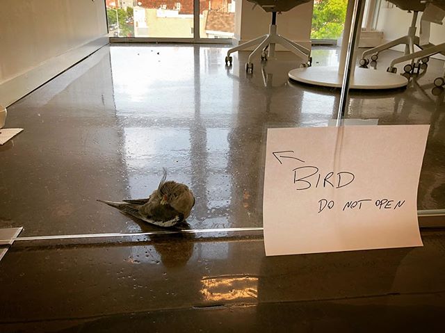 &ldquo;Put in big windows&rdquo; they said...#bird #donotopen #icalledthebirdfunddontworry