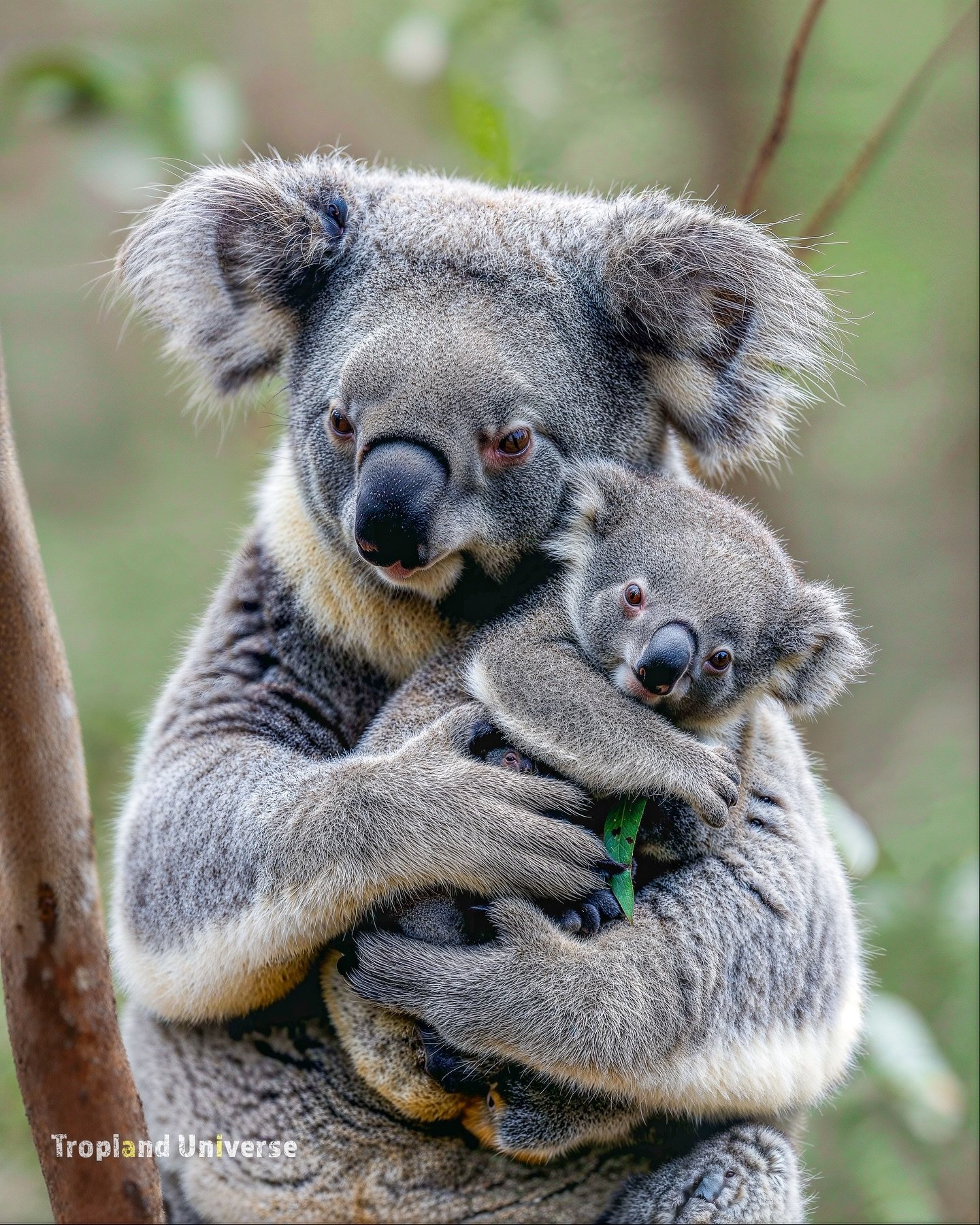 Koala mothers carry their babies, called joeys, in their pouches for about six months. After they outgrow the pouch, joeys cling to their mother&rsquo;s back or belly for another six months. 📸This is not an actual photo. Created using generative ai,
