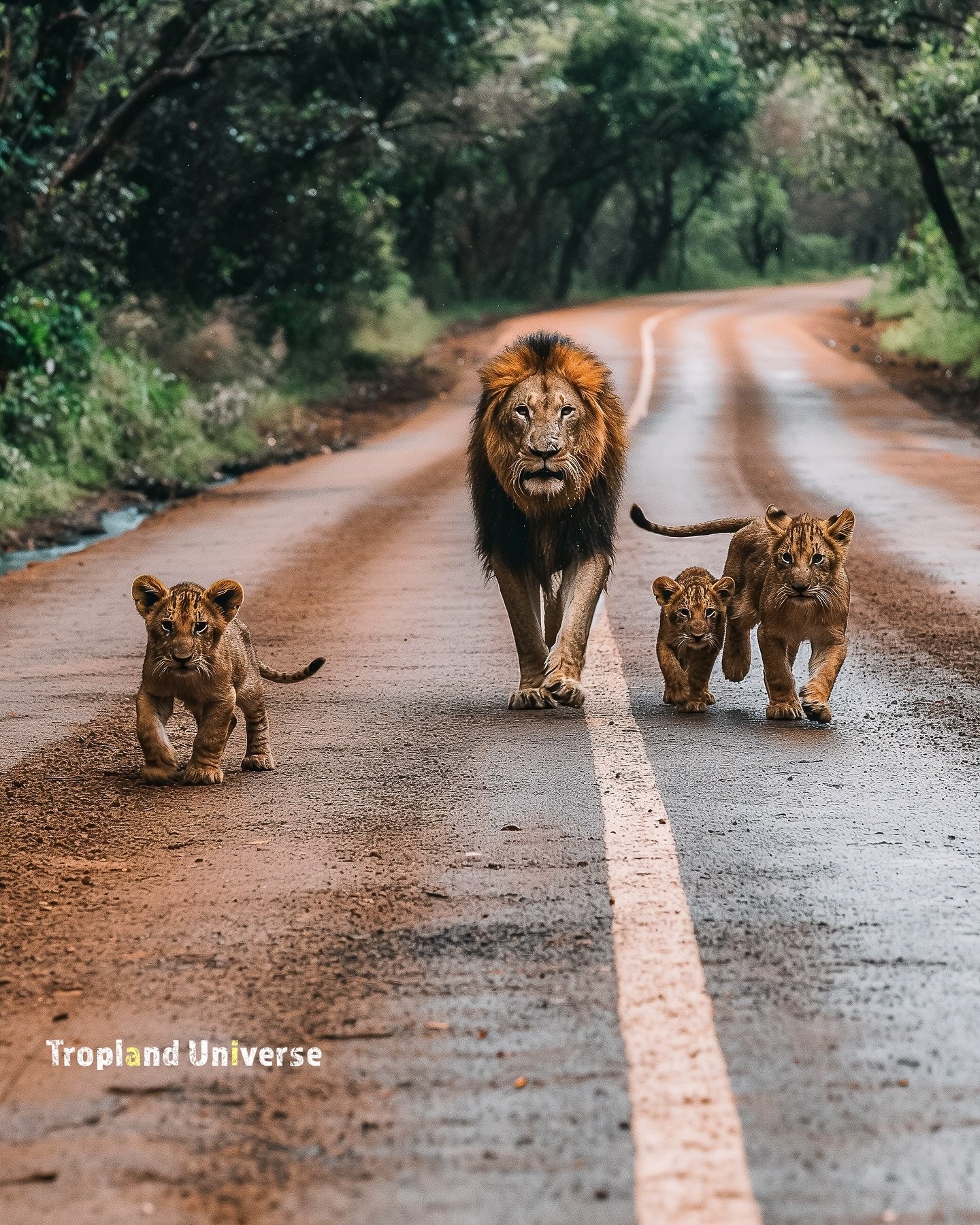 Family stroll. 💖🦁

🦁 Be sure to follow me @troplanduniverse for more just like this post. 

 🎨 Digital Prints and downloads available on Etsy page per request (link in bio). 

📸 This is not an actual photo. Lions were created using Midjourney, P