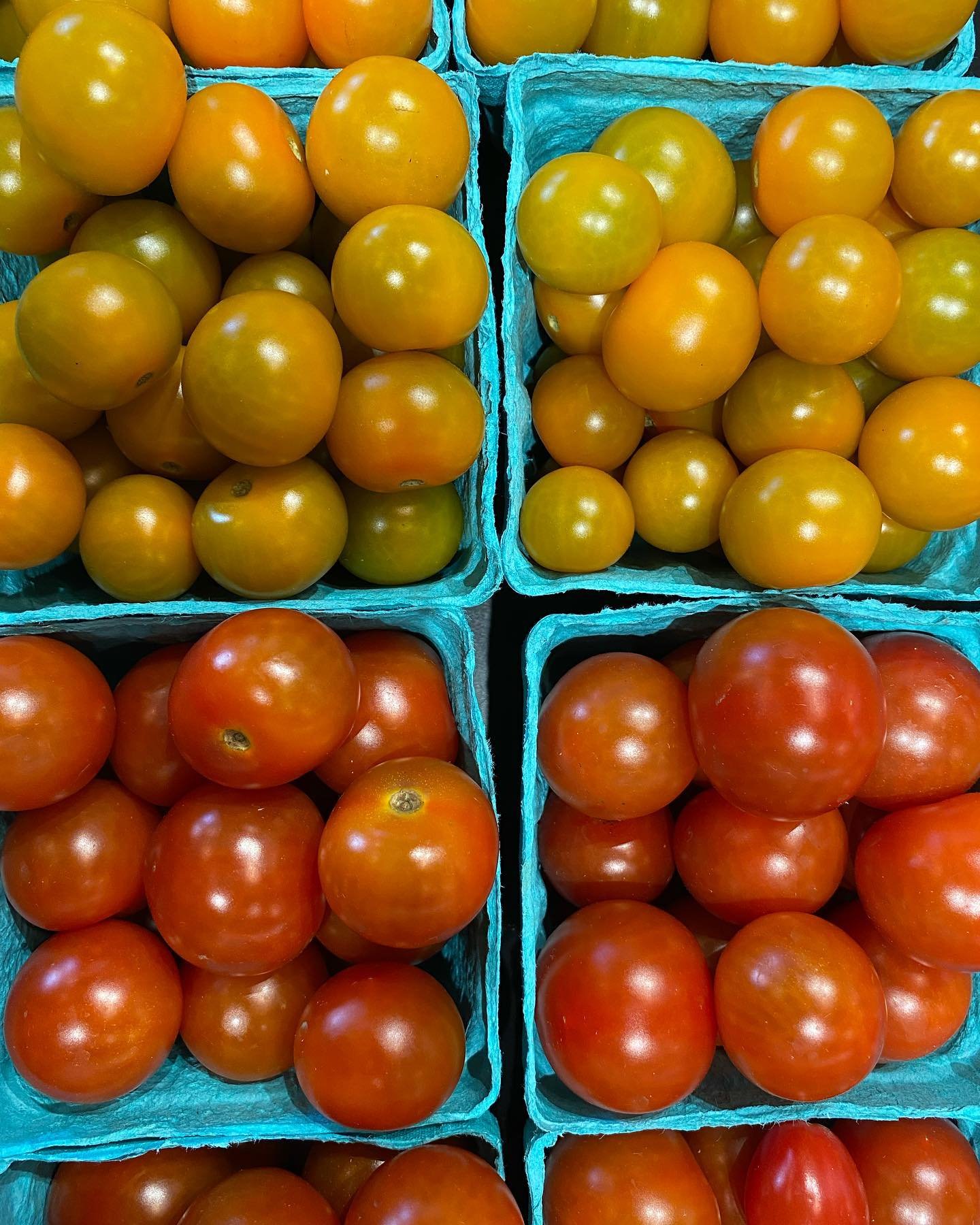 🍅🍅🍅✨ Cherry Tomato Beauts from Gaetano&rsquo;s Organic Farm (Becket, MA) 😍😍😍 #locallove