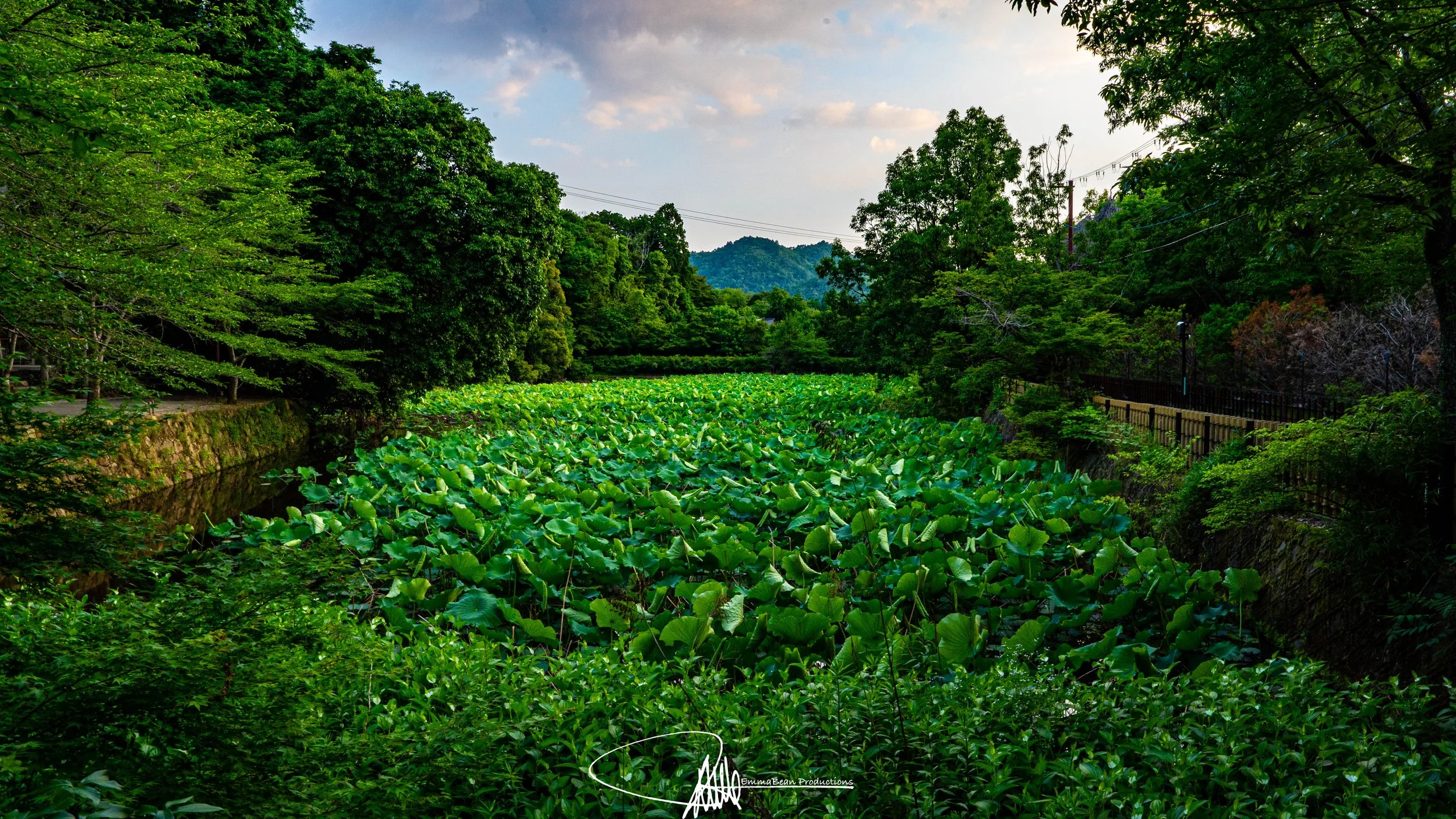 DSC04307-1.jpg