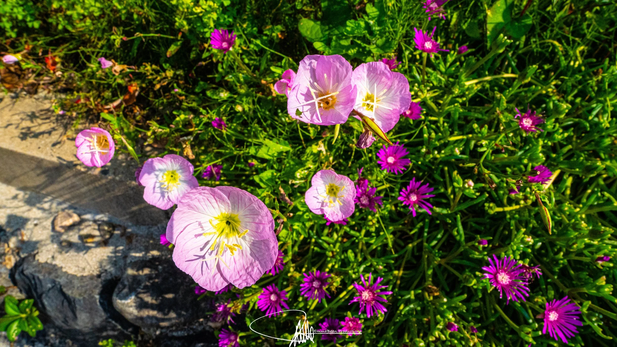 DSC04627-1.jpg