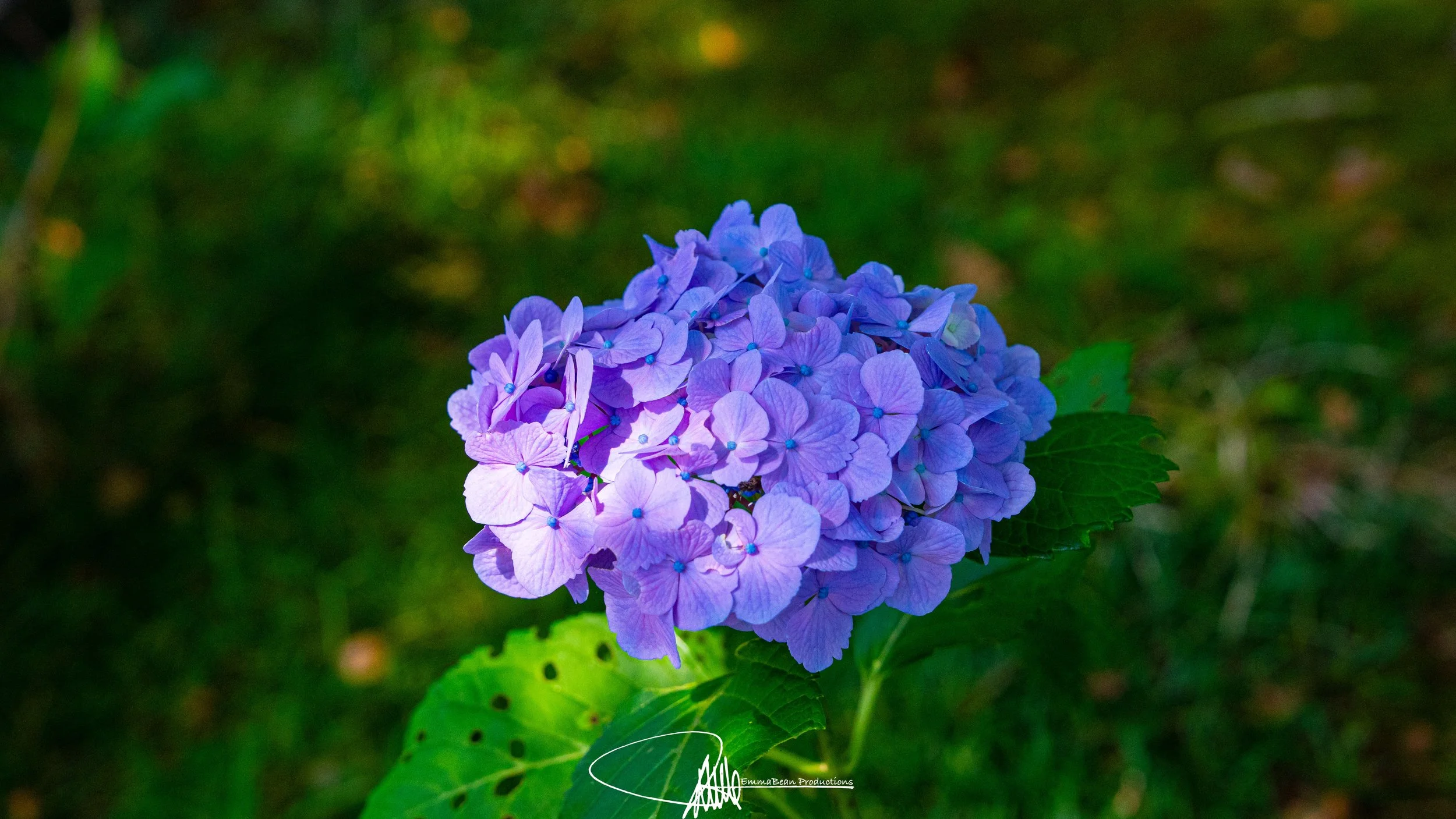 DSC04771-1.jpg