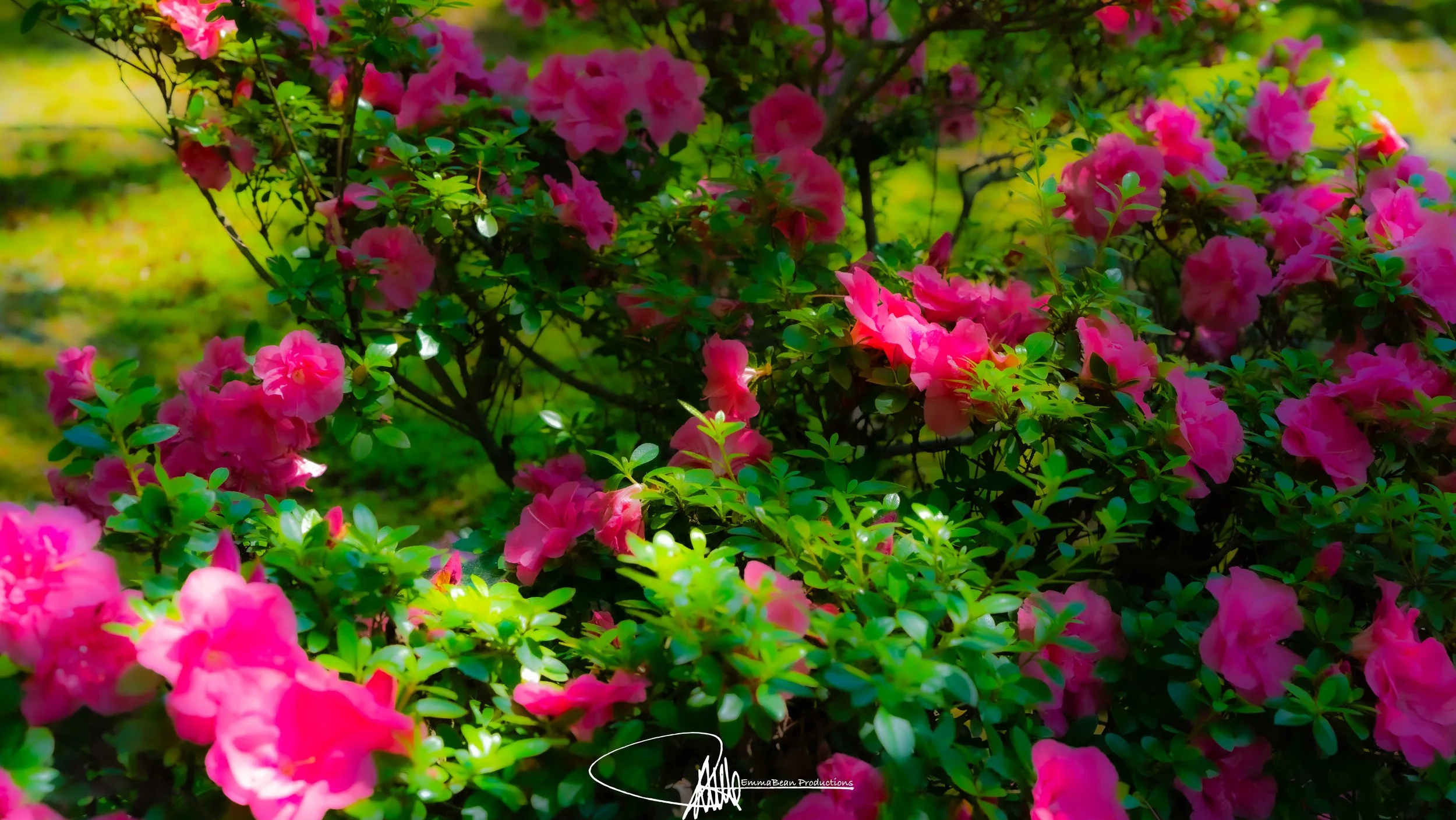 DSC04808-1.jpg