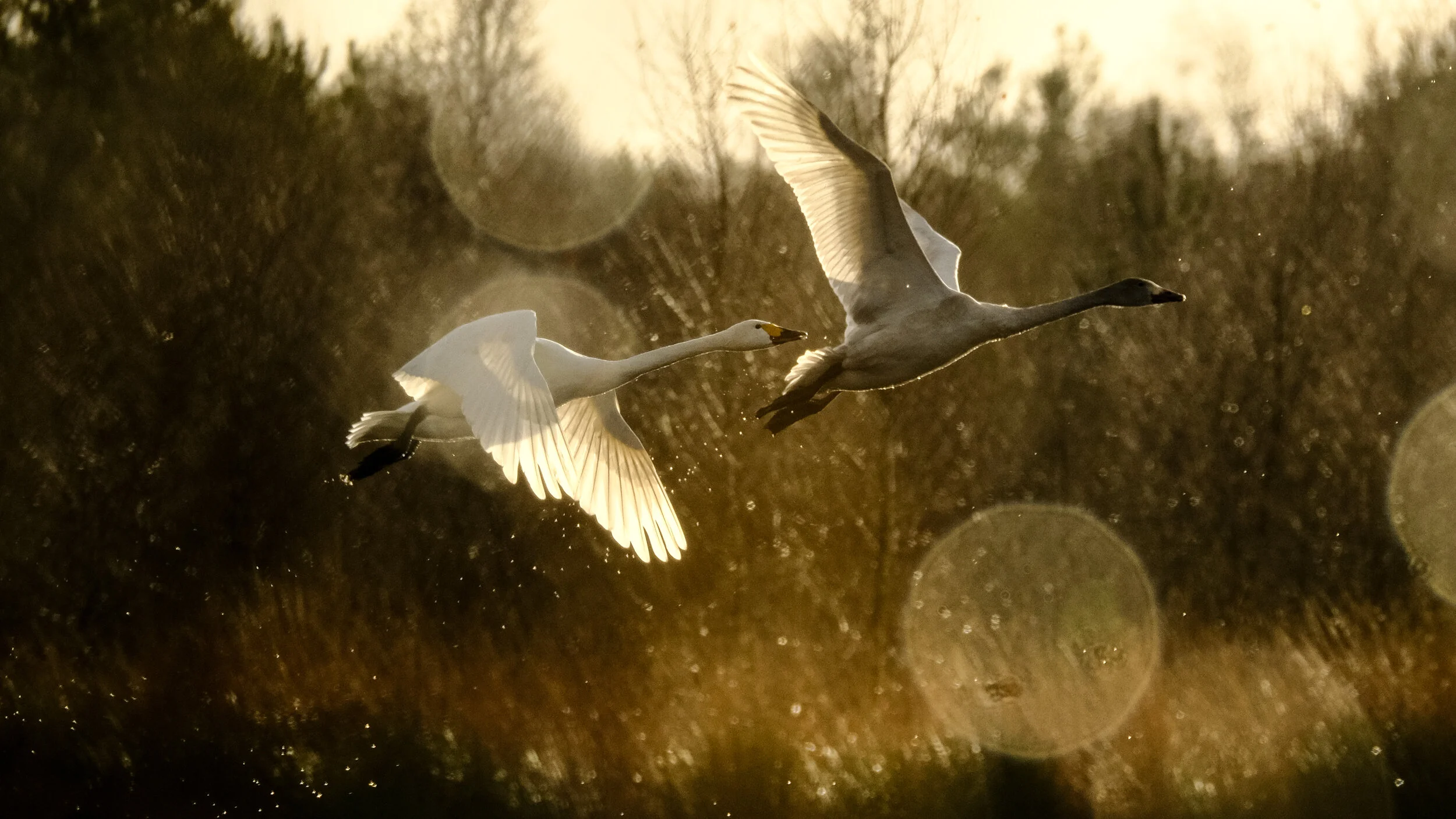 Ben Cherry swans take off-2.jpg