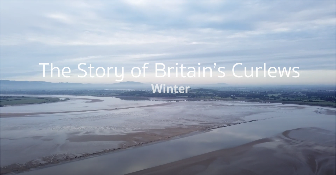 Short Film - The Story of Britain's Curlews - Winter