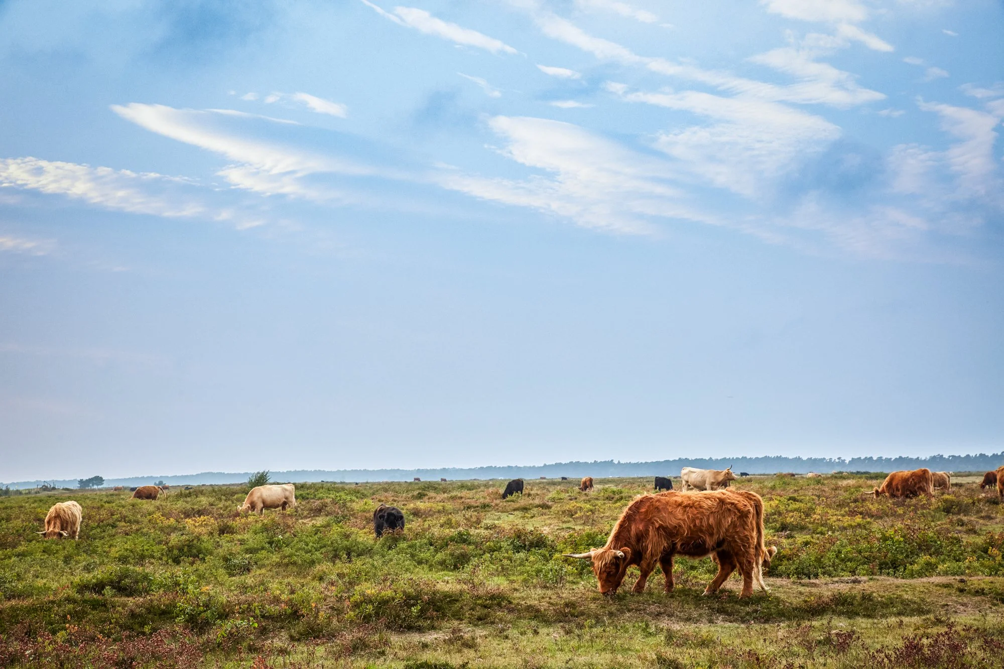 TCN_32a Peter Erlandsson - Malmo  - Sweden 0370.jpg