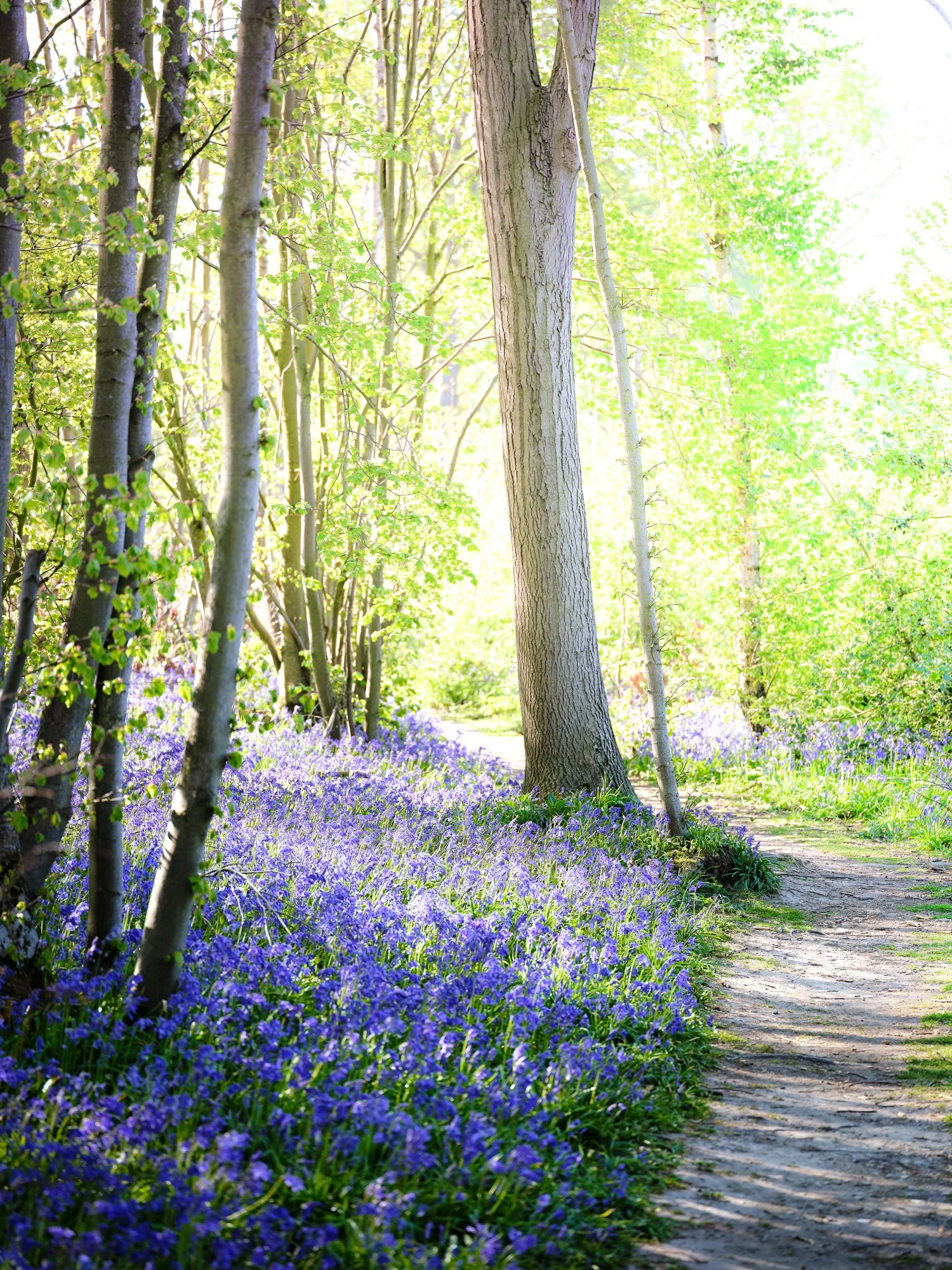 Bluebells_TCN_58a_Picnic_Details -picnic_2511.jpg