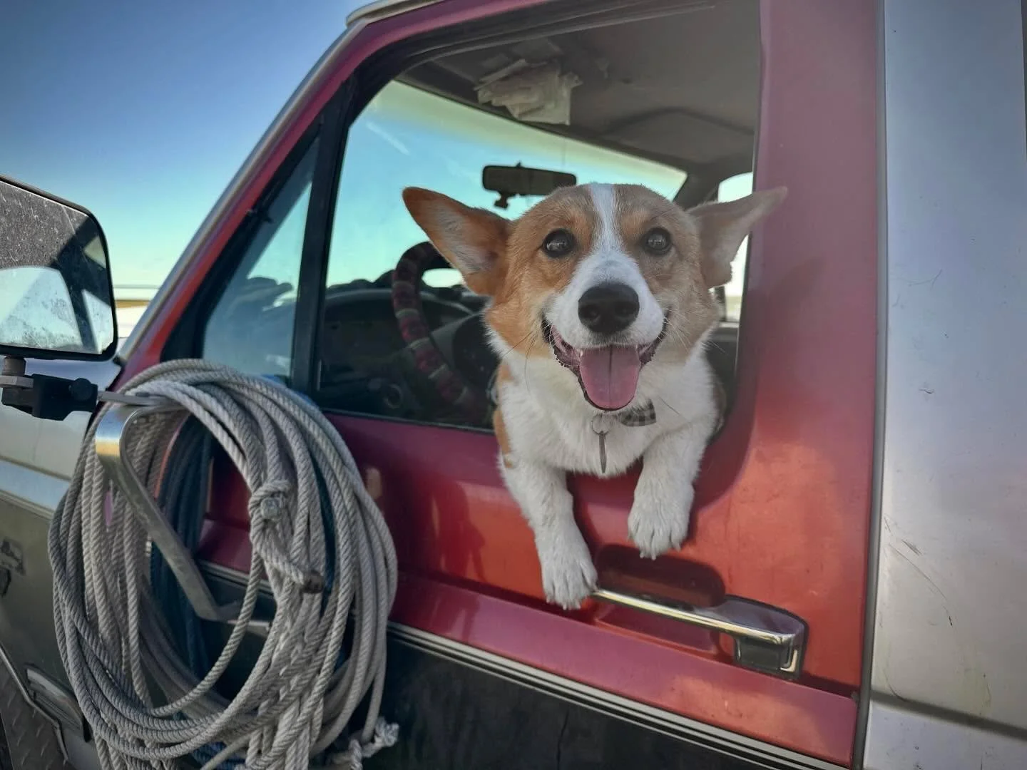 on a shoot, NDA like usual - but i&rsquo;m sure it&rsquo;s ok to share this awesome nebraska ranch dog. never expected a corgi out here, but he was a happy little machine.