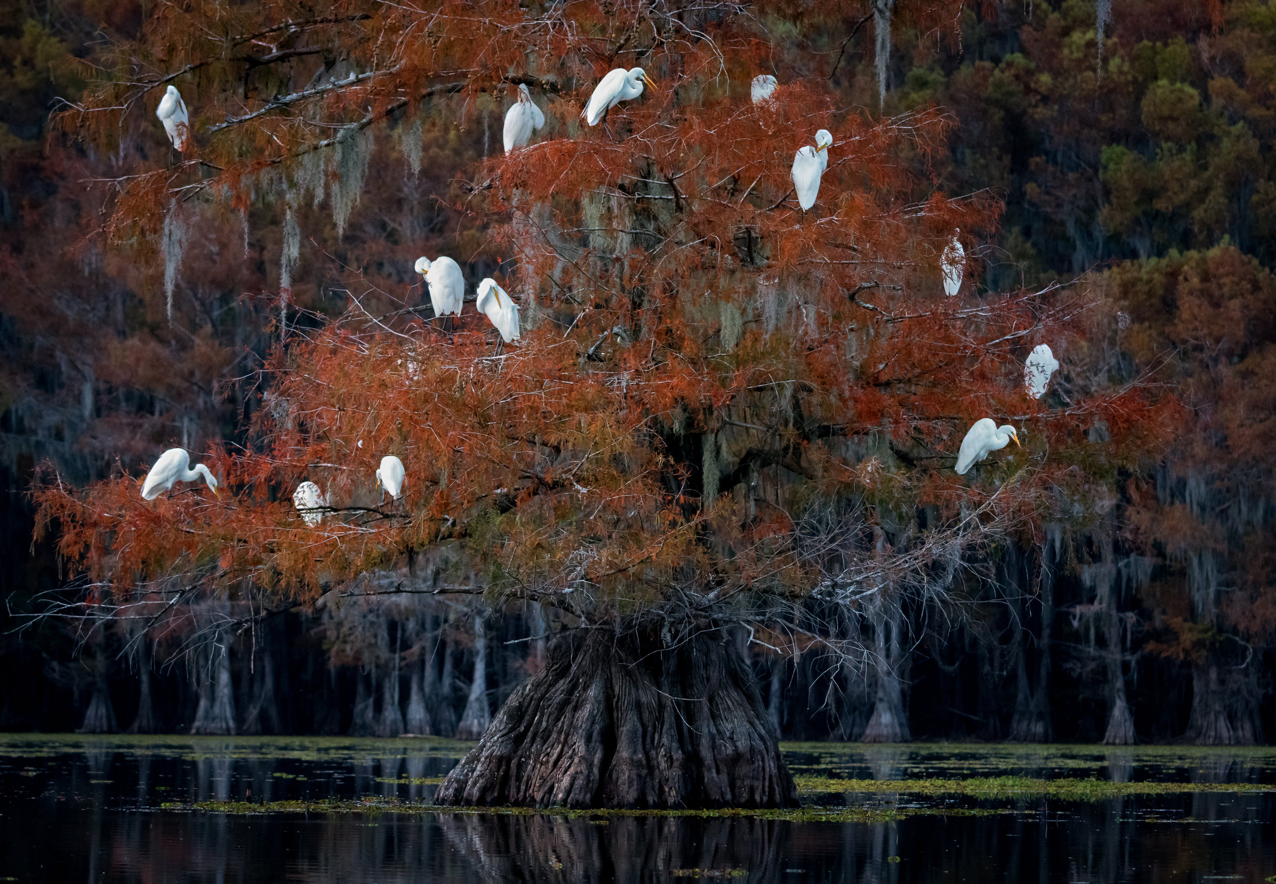 DSC_4866-Edit.jpg