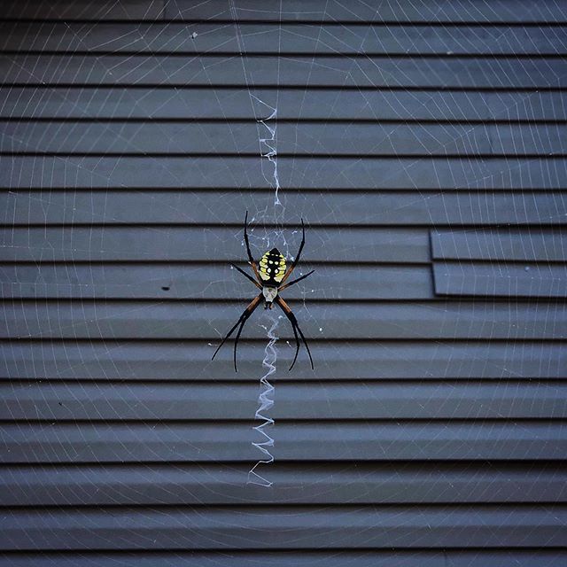 I watched a spider weave&rsquo;r web
Round n round the orb she went 
As a potter works clay like dough
So too went the spider&rsquo;s flow 🕸🕷