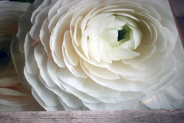 Erins-white-Flower-600x400.jpg