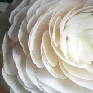 testimonials-flower.jpg