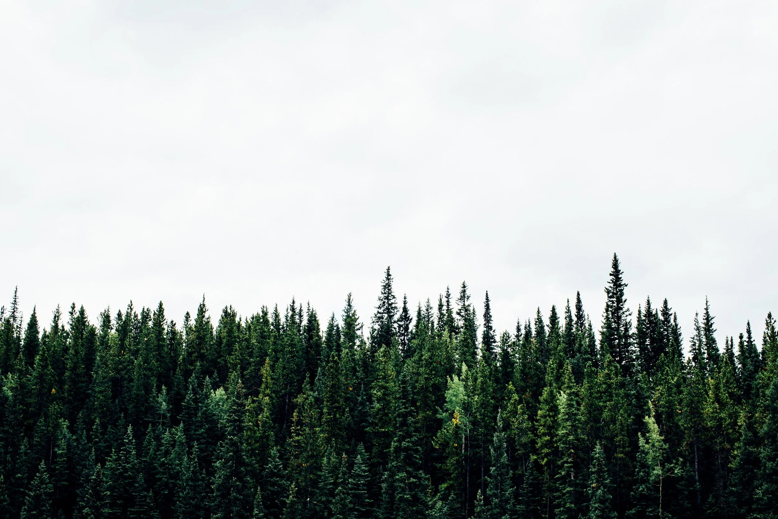 michael-benz-258430-unsplash.jpg