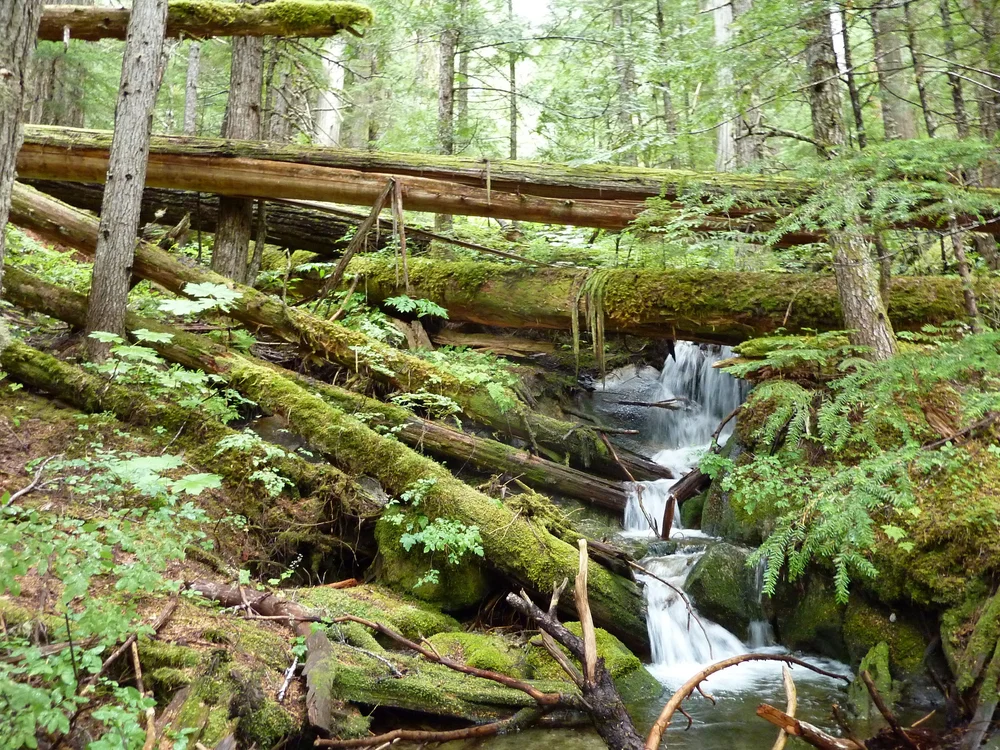 stream in mossy forest.JPG