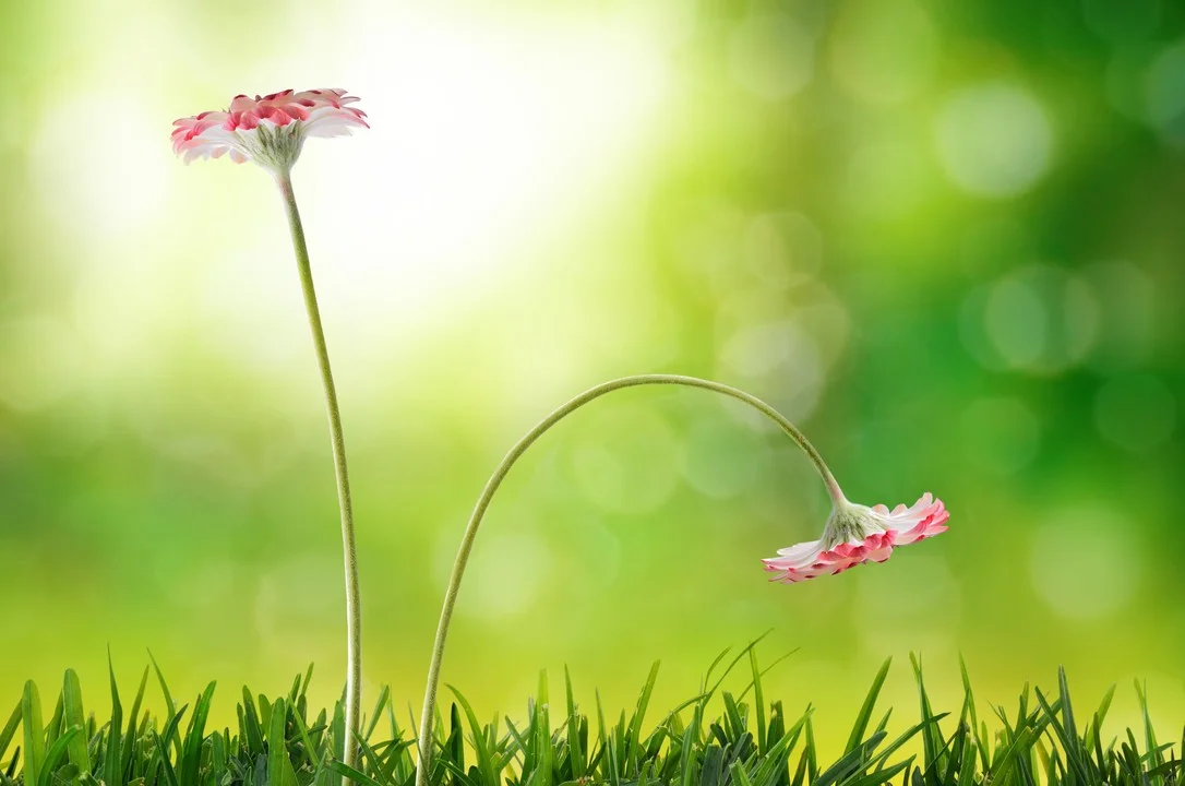 How Teams are Poisoned When They Have In and Out Groups