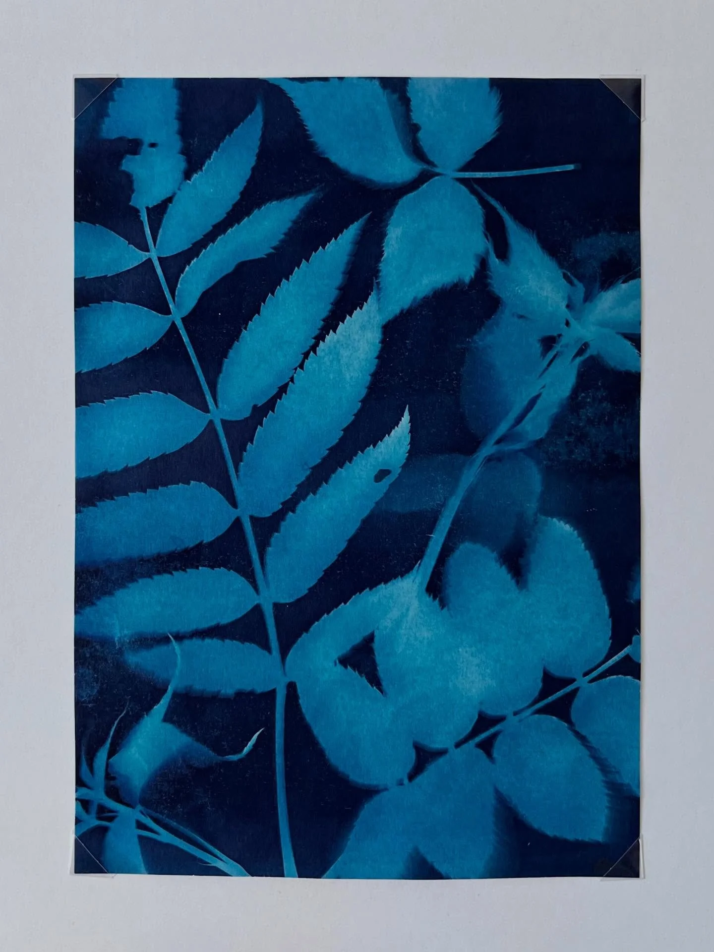 One of my favorite cyanotypes I&rsquo;ve made from the last year. this one features native plants found on the south shore of Lake Superior - my favorite body of water. 
.
.
This lil&rsquo; guy will be for sale tomorrow at @headflyerbrew !