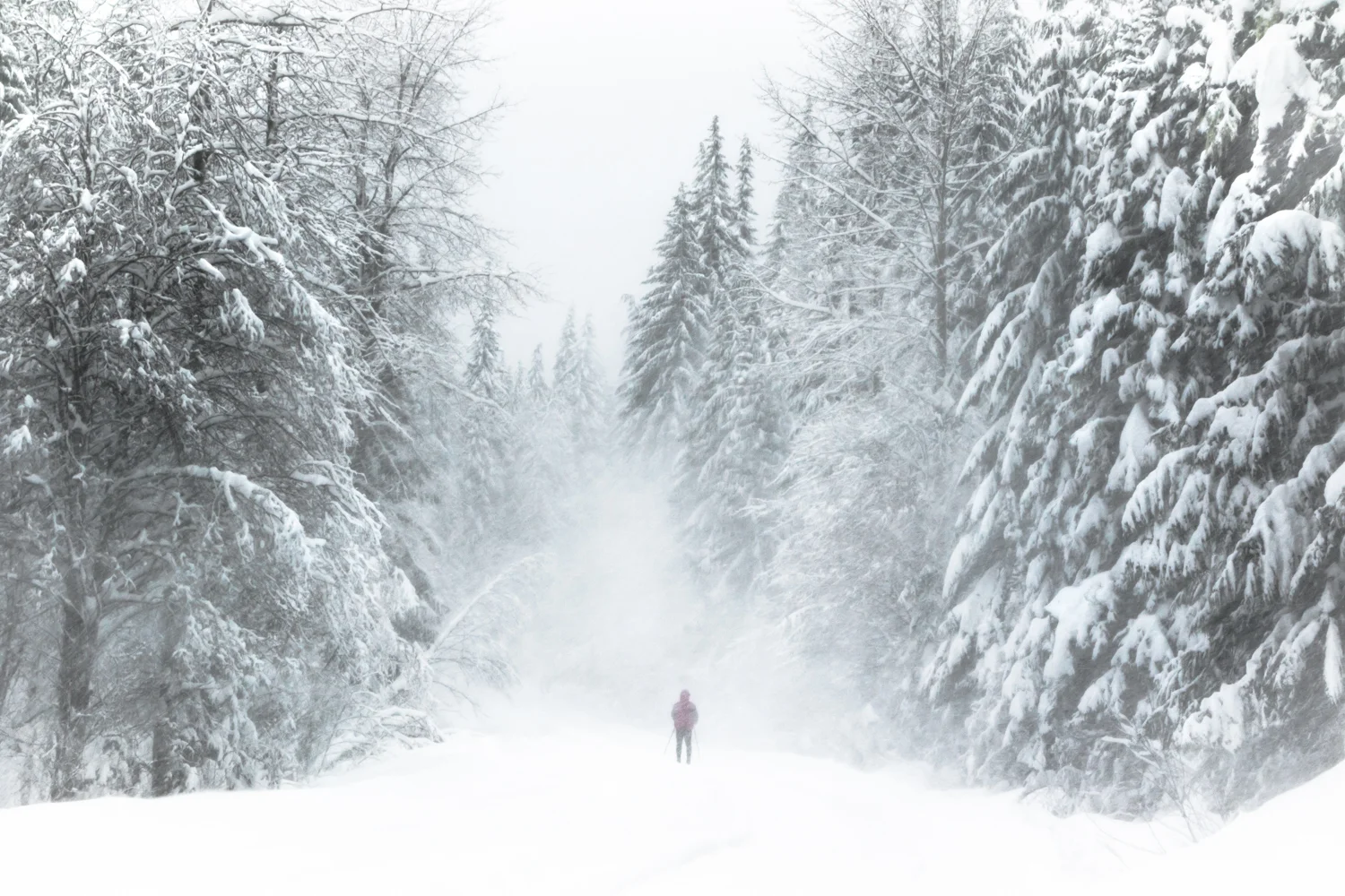 TrilliumSnowShoe-3997.jpg