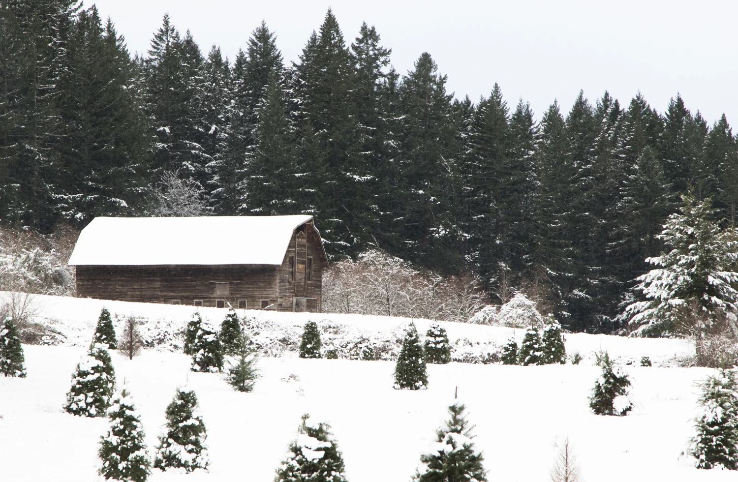 ClackamasRiversSnow-4371.jpg