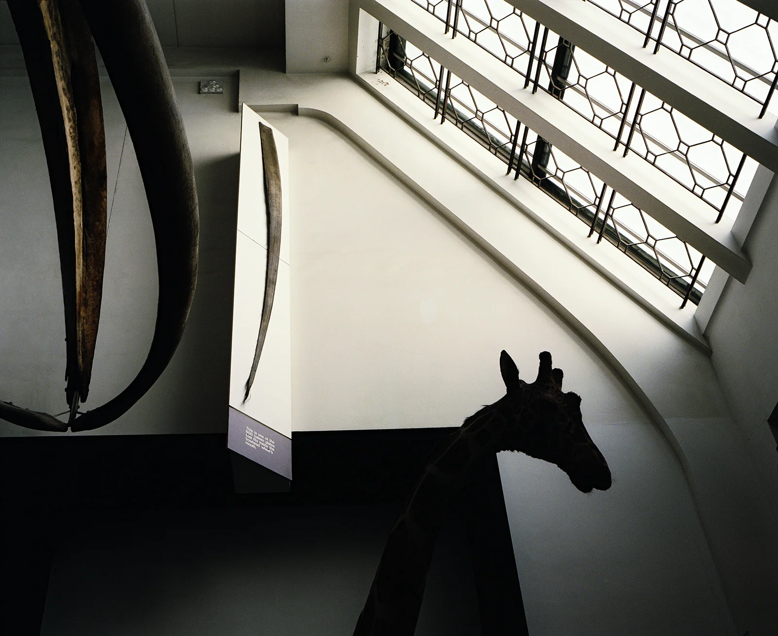 Stuffed giraffe in the Natural History Museum, London UK © Tanya Clarke 2009