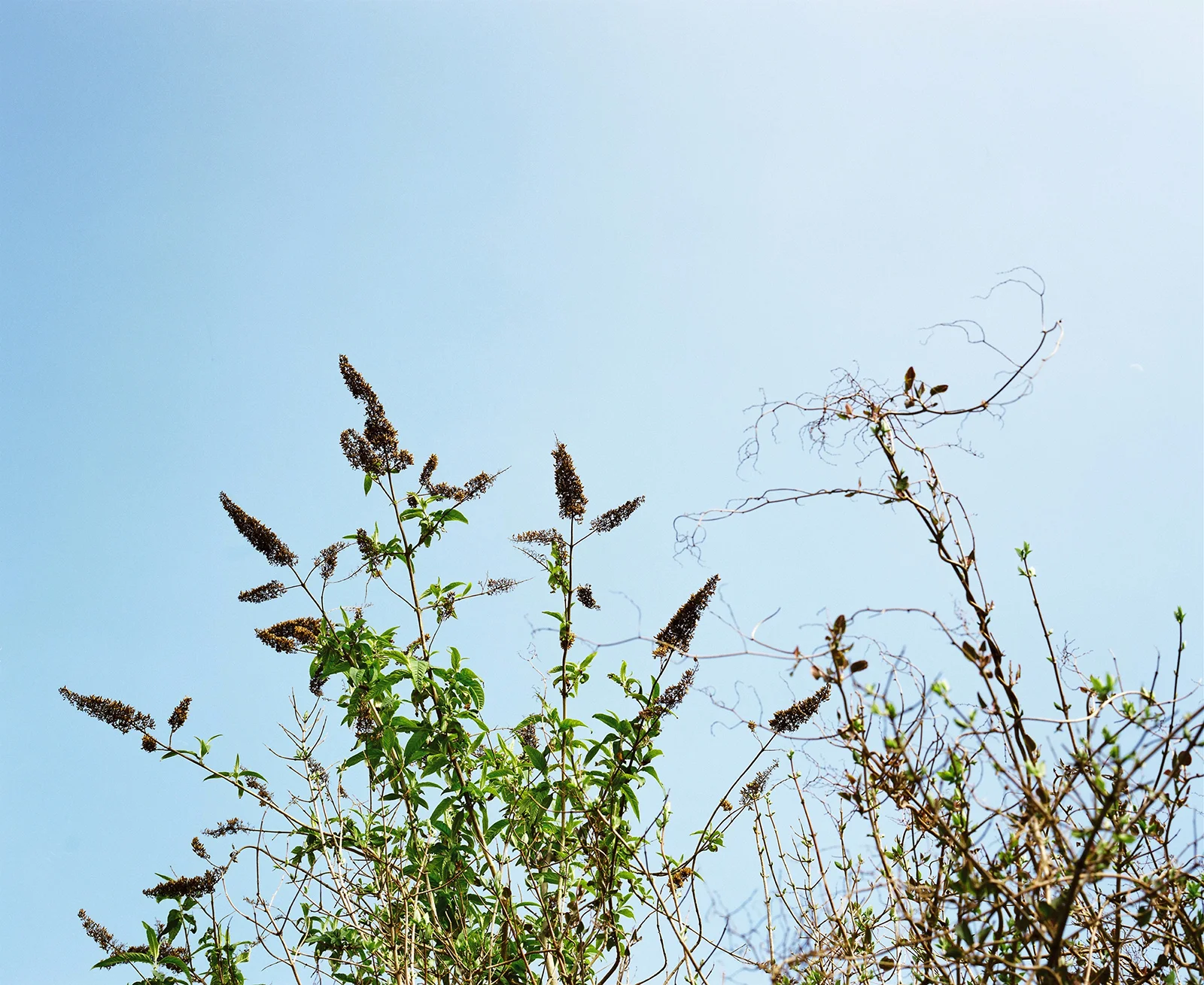 Blue sky through Buddleja in the garden, Brighton UK © Tanya Clarke 2009