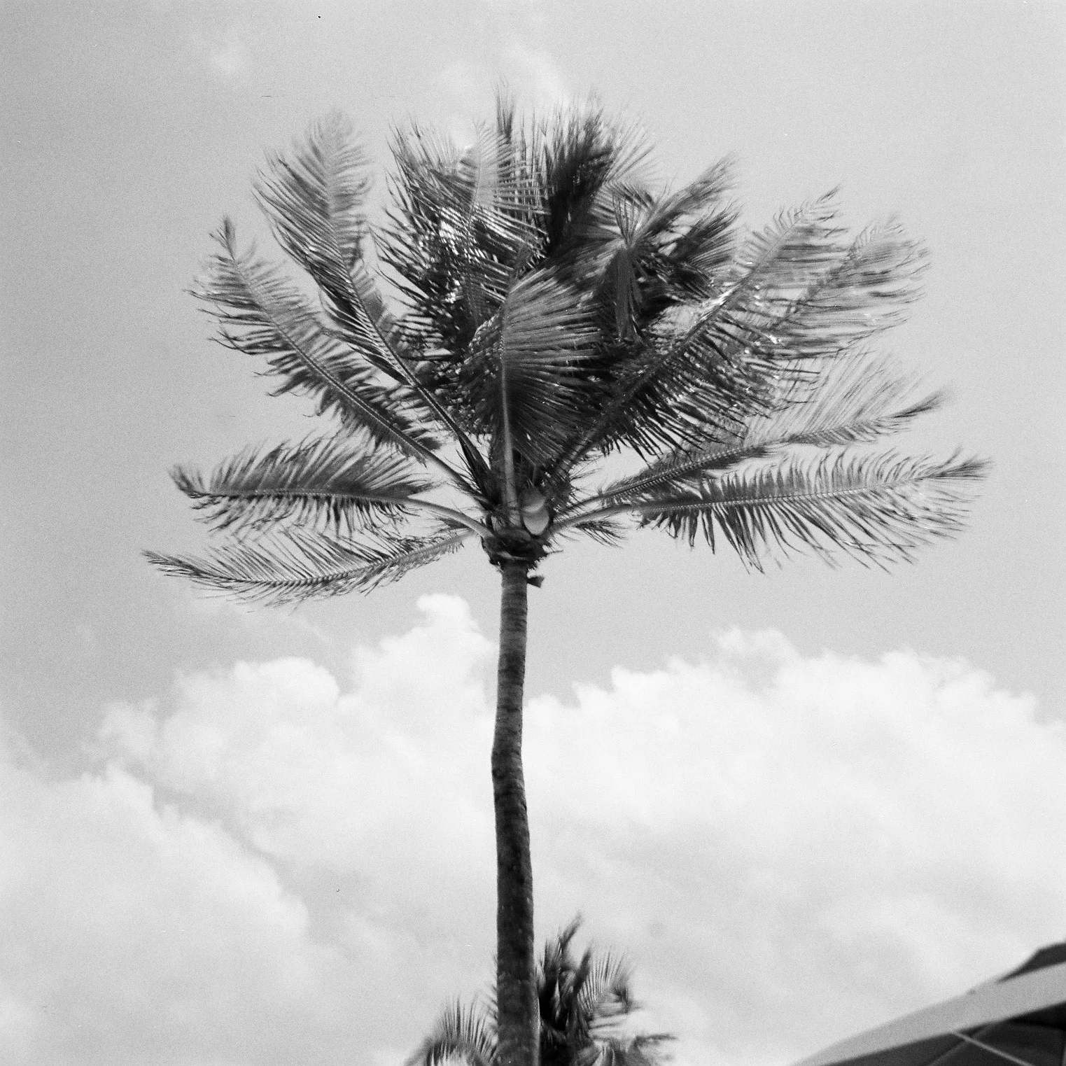 Palm tree, Mexico © Tanya Clarke 2018