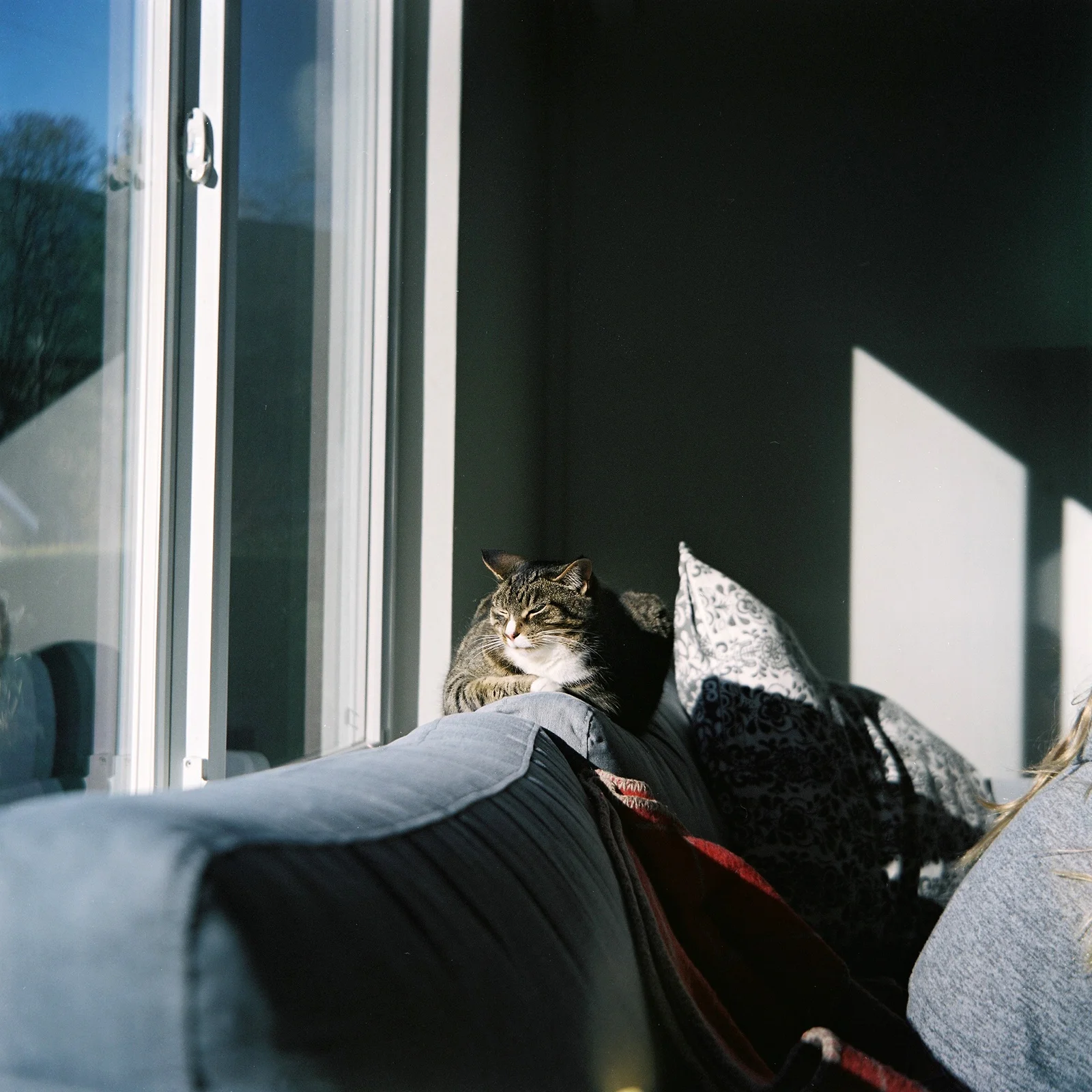Cat on the sofa before she disappeared, North Vancouver © Tanya Clarke 2018