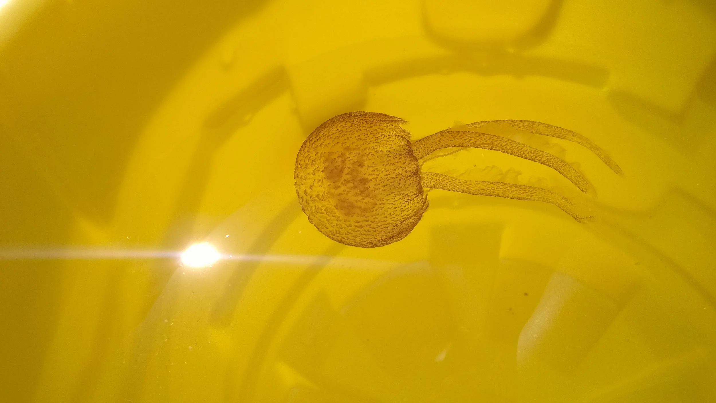 A jellyfish in a bucket © Tanya Clarke 2014