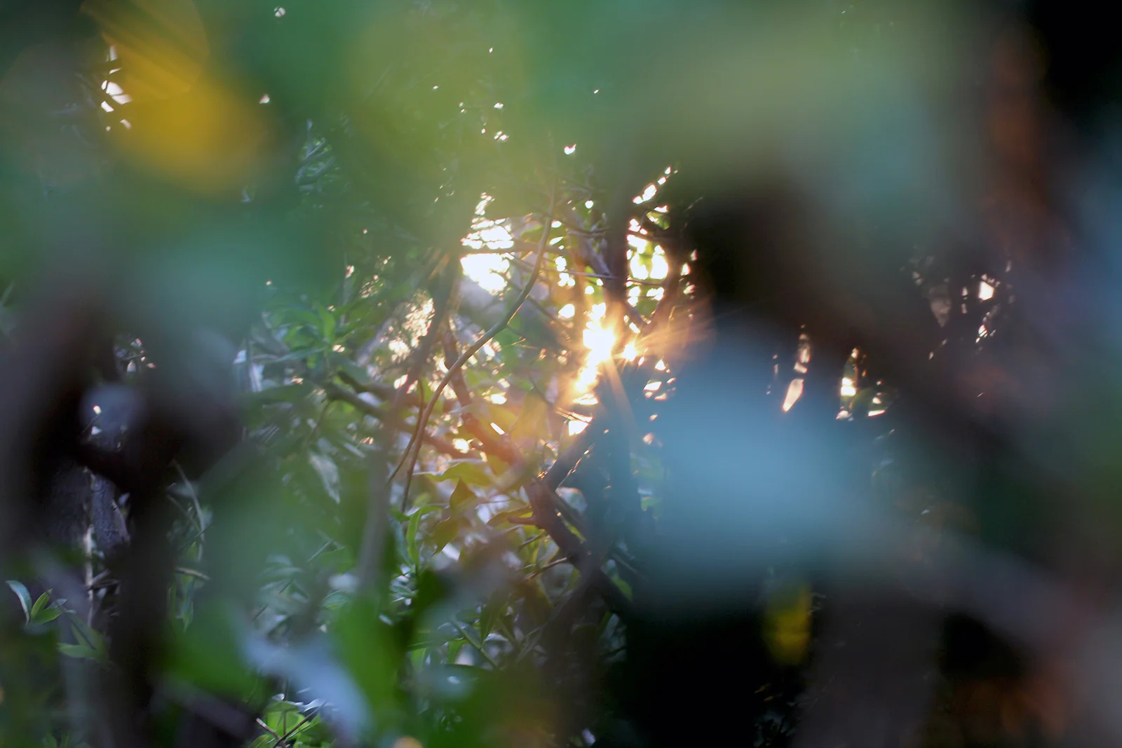 Sunlight through branches somewhere in France © Tanya Clarke 2015