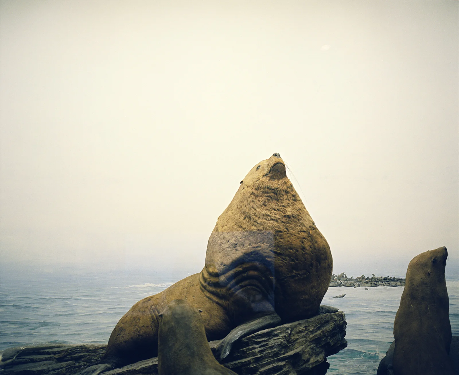 Sea Lion diorama in the Los Angeles County Museum 2008 © Tanya Clarke