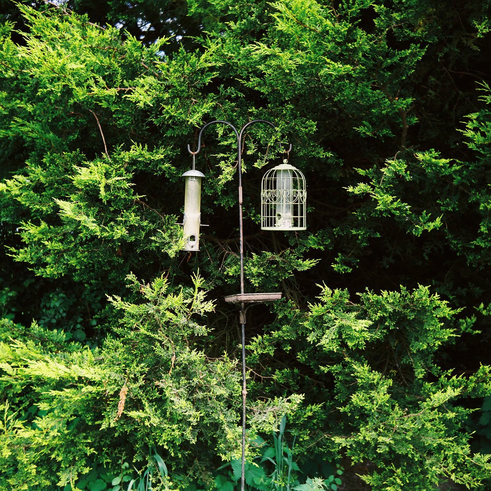 Two bird feeders, campsite, Devon UK © Tanya Clarke 2017