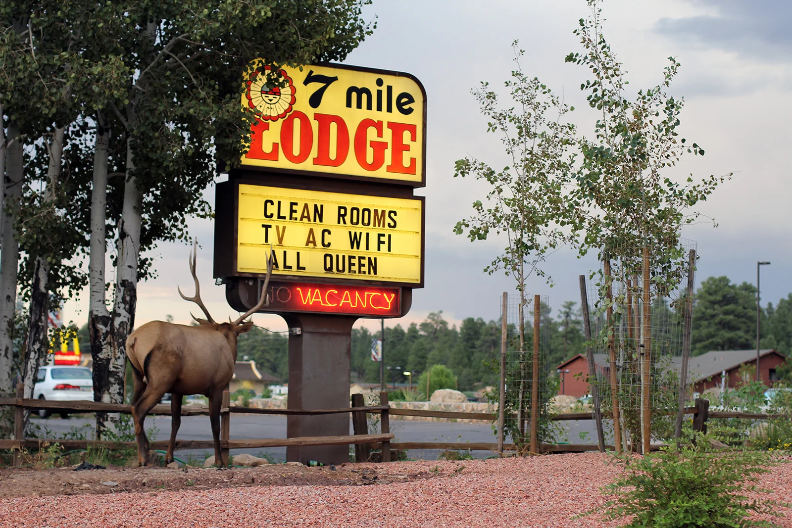 An elk in Tusyan, Arizona, USA 2016