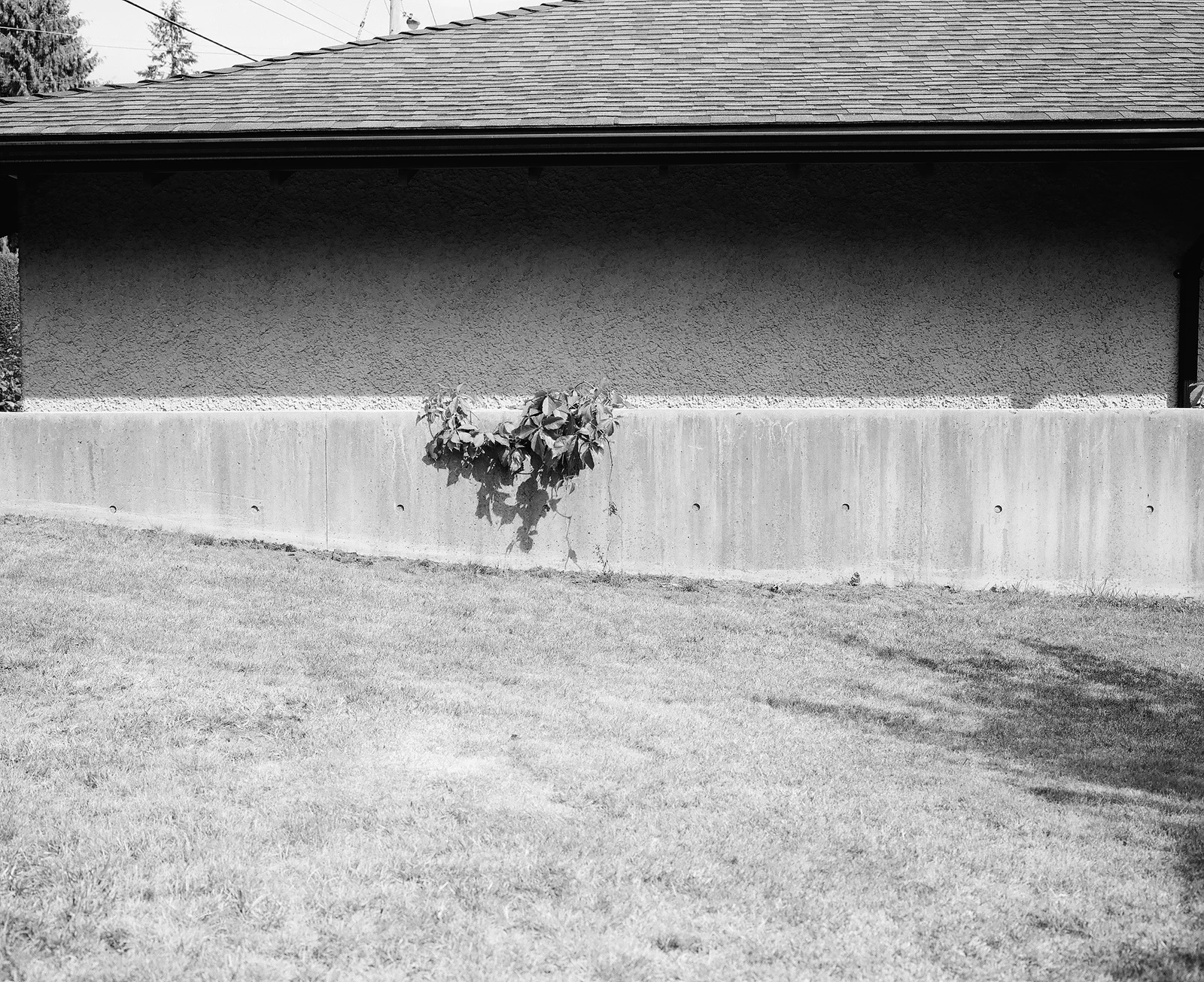 Front garden, North Vancouver, Canada 2018