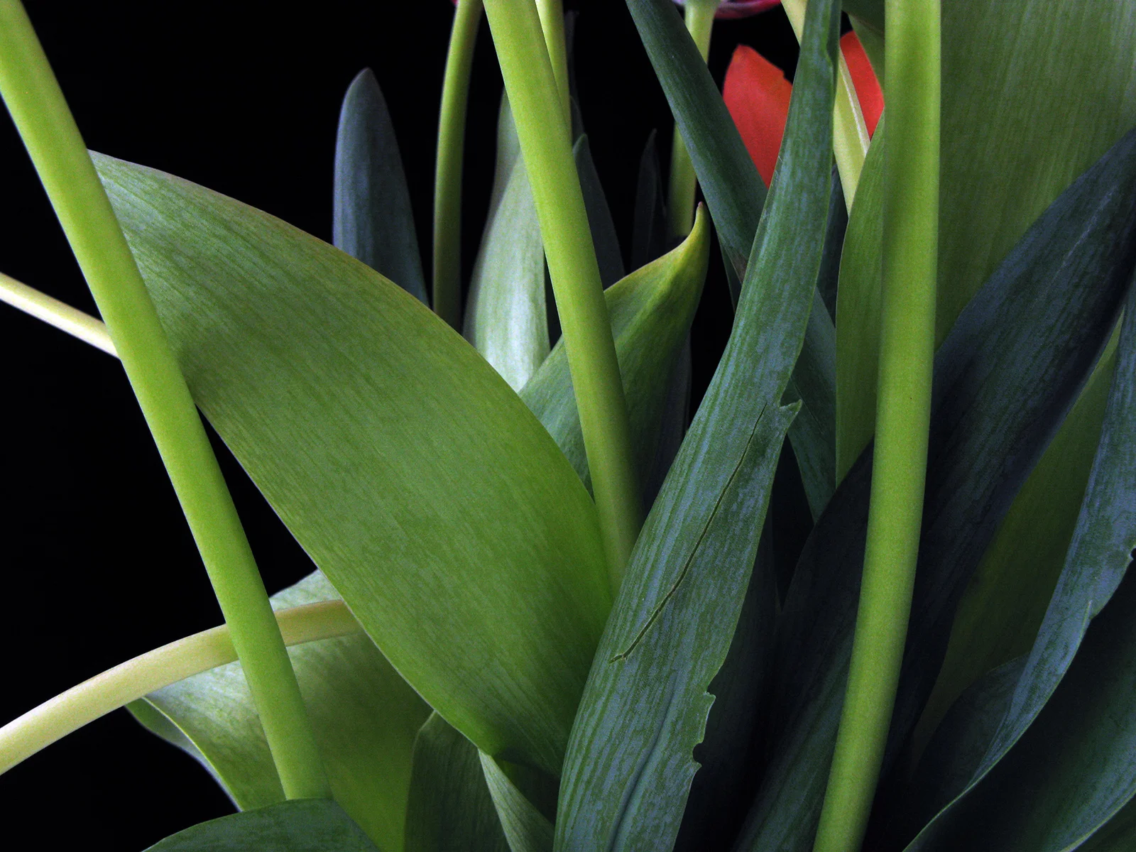 Tulips, 2008