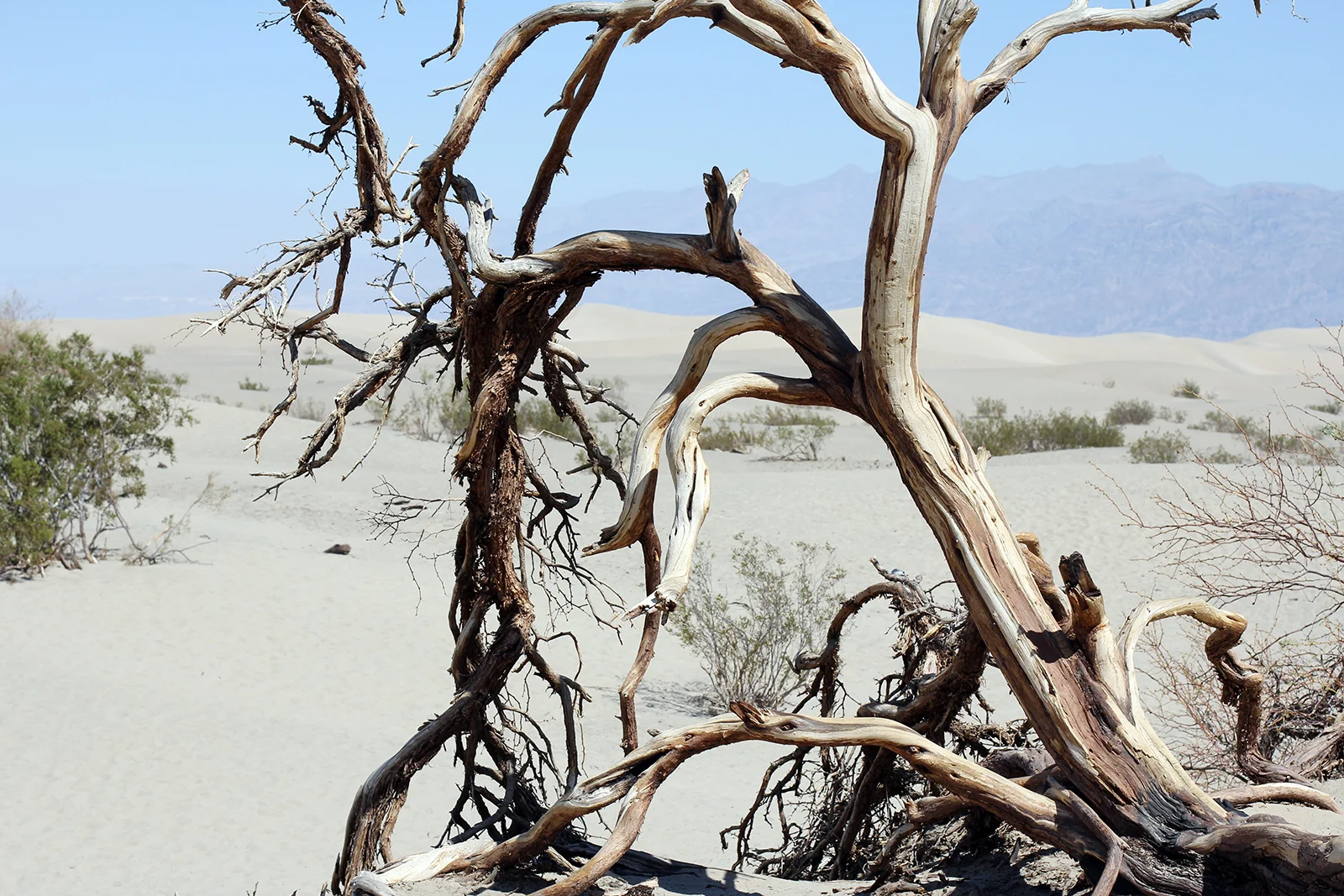Death Valley, 2016