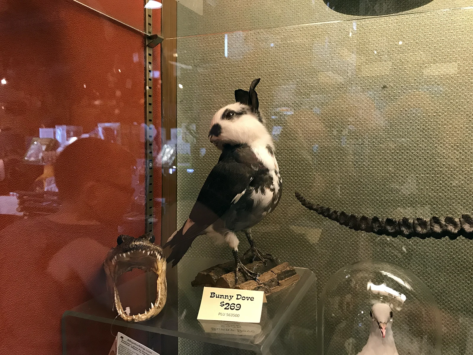 Taxidermy, 2018