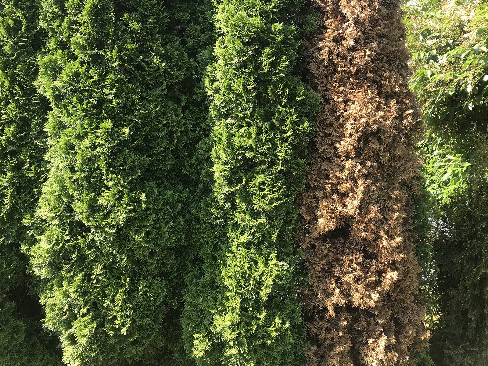 Suburban hedge, North Vancouver 2019