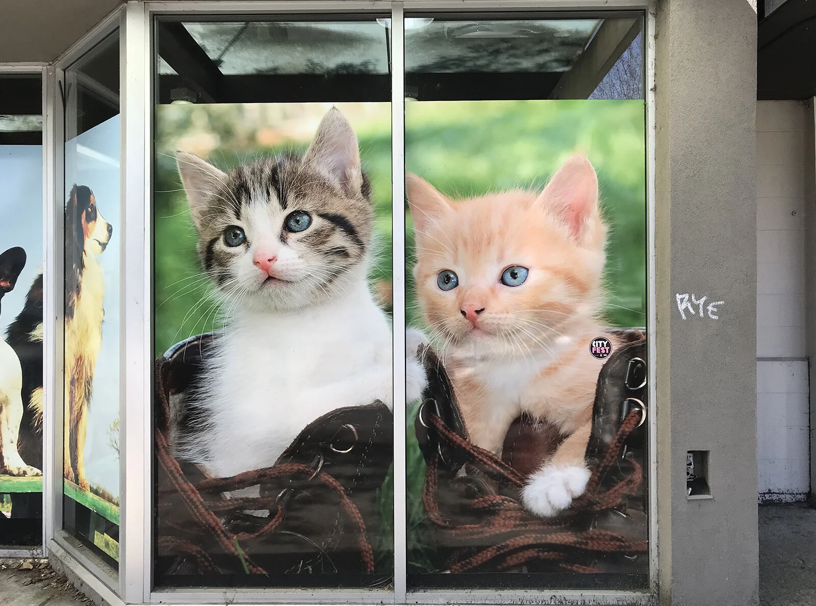 pet shop kittens