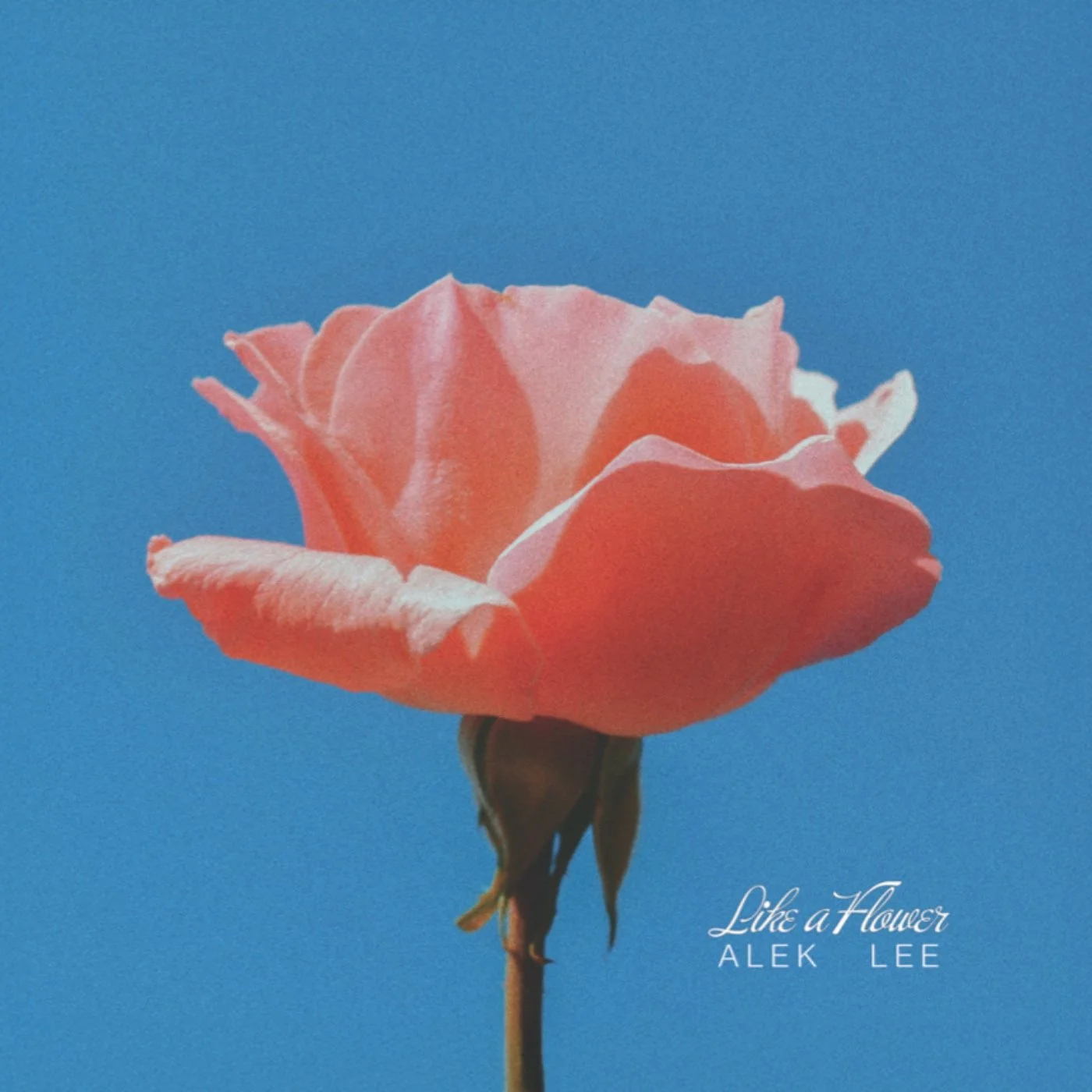 ALEK LEE 'LIKE A FLOWER'