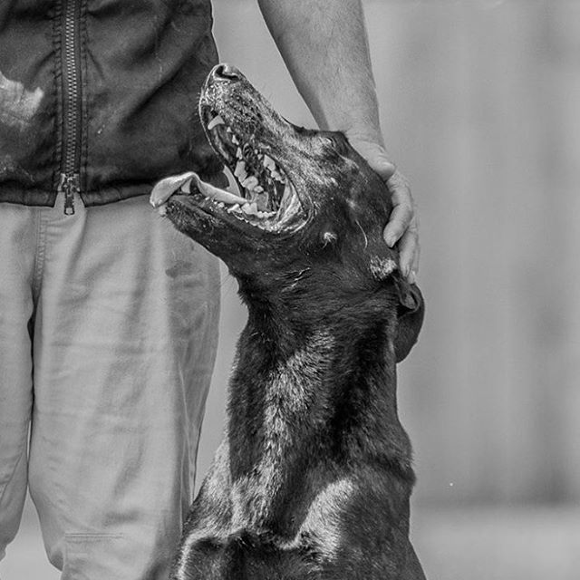 Training is more than the #destination. The #journey of how we get there with our dogs matters as well. #workingdogs #dutchshepherd