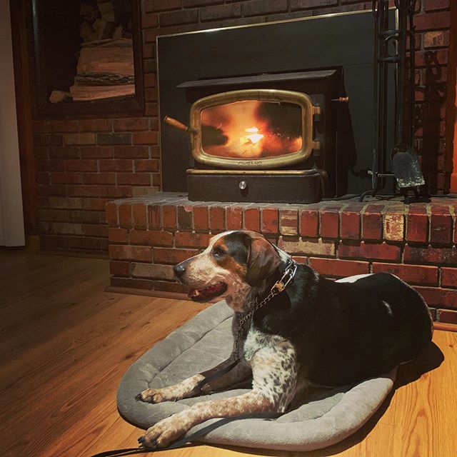Just a #hound #dog sitting by the fire #pineranchdogs #dogtrainingdenver #dogtrainingcolorado #dogtrainingcoloradosprings #dogboardingdenver #dogboardingcolorado #dogboardingcoloradosprings