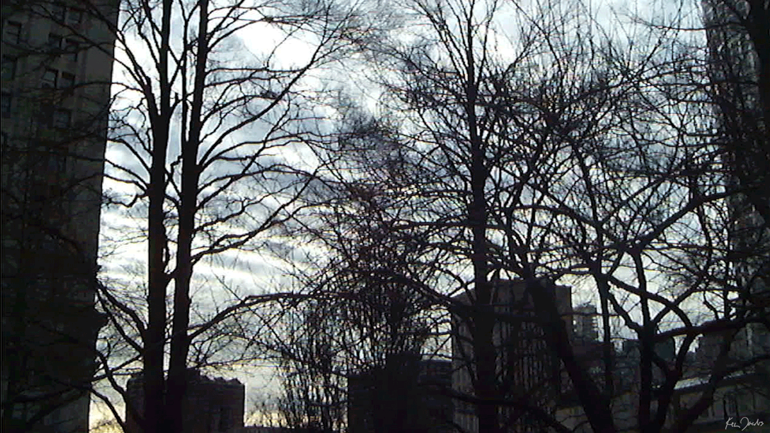 Buildings and Trees