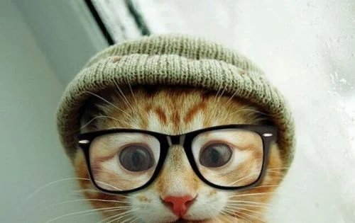 GET READY FOR SOME EARGASMS. CATSTER.COM