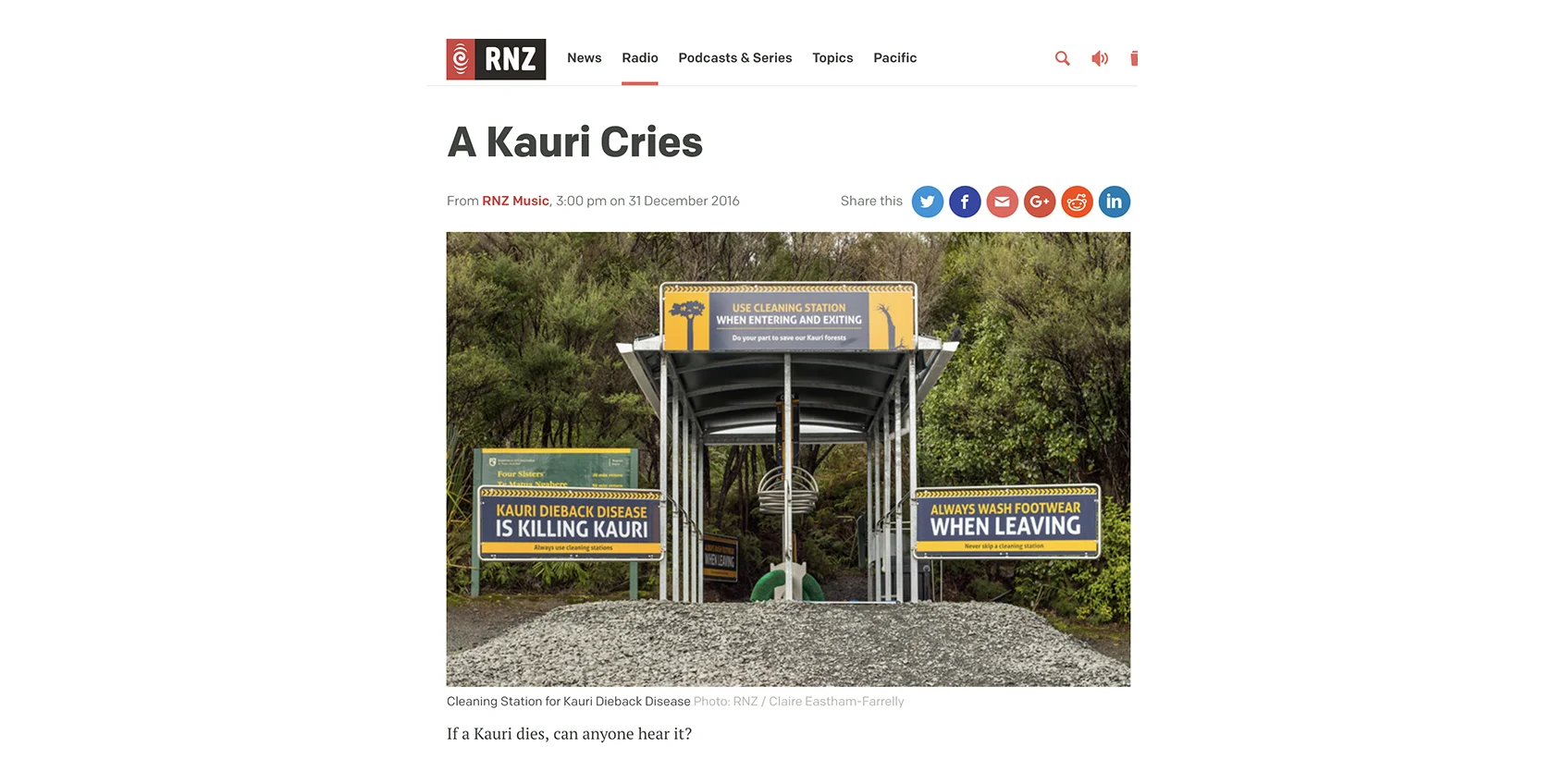 BlogSiteKauri.jpg